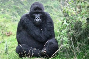 201Gorilla Uganda