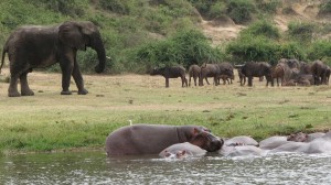 Queen-Elizabeth-National-Park-elephant.