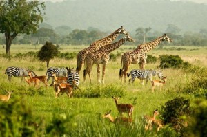 Wildlife-Uganda